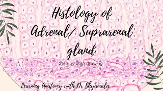 Histology of Adrenal gland Step by step drawing with description [upl. by Nelon705]