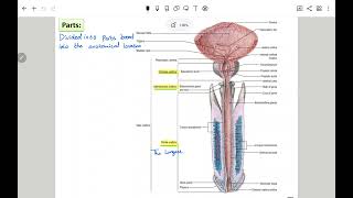 urethra part 2 [upl. by Silden]