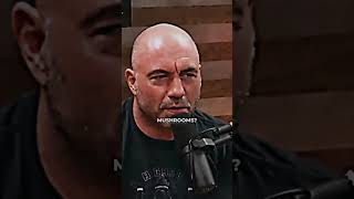 Joe Rogan and Paul Stamets on the Portobello Mushroom Mafia [upl. by Hajar669]