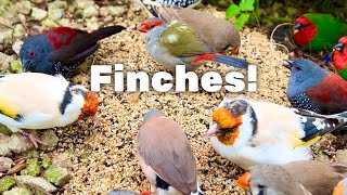 Bird Sounds Finches Bird Aviary Finches Chirping Gouldian Finch Zebra Finch bird birds zoo [upl. by Lindley]