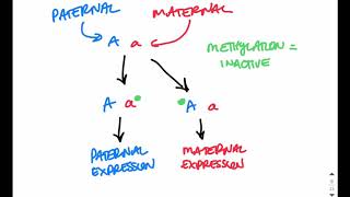 PraderWilli vs Angelman Syndrome [upl. by Roane790]