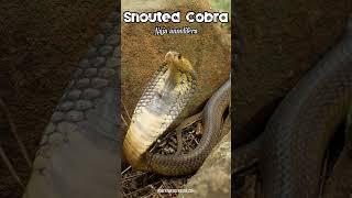 Listen to the Sound of a Snouted Cobra Hissing  Puffing snake venomous wildlife [upl. by Aramen]