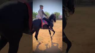 Marwadi horse jordar riding video horse dance video horse lover video [upl. by Boote431]