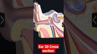 EAR 3D ANIMATION  EARकान ANATOMY  shorts short [upl. by Dor]