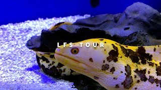 BANANA EEL amp HUGE REEF TANK P1  Quick Aquarium Vlog 15 [upl. by Yendic]