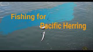 Pacific Herring Fishing in Oregon [upl. by Gaal312]