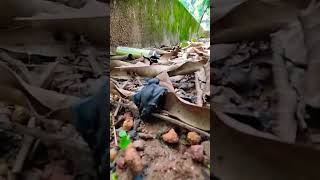 Close shot of the baby black batshortvideo [upl. by Zulaledairam712]