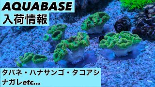 【入荷情報】横浜にあるサンゴ専門店 AQUABASE インドネシア便 ご来店お待ちしております！ [upl. by Tito]