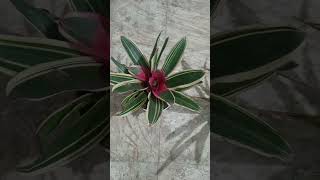 Beautiful Bromeliad plant [upl. by Izmar956]