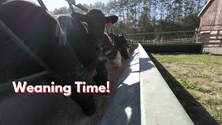 How well do the calves transition to yard life [upl. by Nereids894]