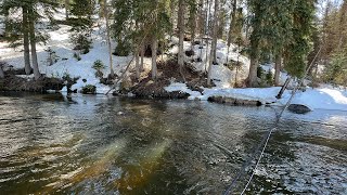 Every fish was OVER 20 INCHES in this stream and no one fishes it [upl. by Harte370]