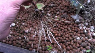 Rooting Red Currant Cuttings Overwinter in my Basement Aquaponic Garden [upl. by Vere]