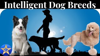 The Bright Minds The World of Highly Intelligent Dog Breeds [upl. by Jacobine]