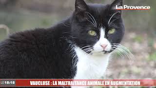 La SPA Vauclusienne constate une augmentation des maltraitances animales [upl. by Aniar]