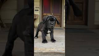 Neapolitan Mastiff puppy produced by Old World Mastinos [upl. by Gerson]