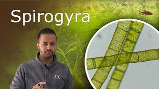 Spirogyra under microscope full video  Practical  science 🧪 [upl. by Kunz893]