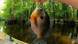 quotBig Summer Bluegills Bream fishingquot [upl. by Eelyk361]