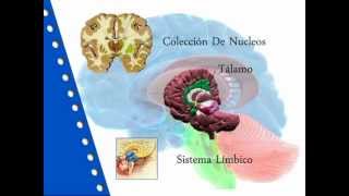 Neuroanatomia de los Ganglios basales [upl. by Tdnaltroc297]