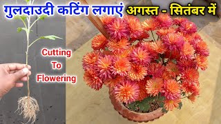 गुलदाउदी को कटिंग से कैसे उगाये  How To Grow Guldaudi from Cuttings  how to Guldaudi by Cuttings [upl. by Reneta9]