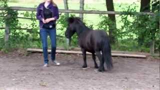 Zirkuslektion Natrual Horsemanship mit Minishetty liberty [upl. by Wald589]