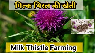 मिल्क थिसल की खेती कैसे करे  Milk Thistle Farming in India  Silybum marianum [upl. by Merola60]