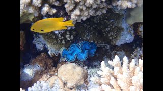 Snorkelling in Makadi Bay Red Sea Coral Reef  Makadi Palace  Hurghada  Egypt [upl. by Iliam]