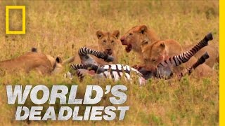 Lions vs Zebra  Worlds Deadliest [upl. by Nairod]