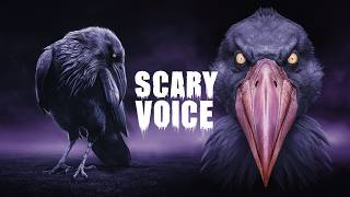 Scary 😱 Sounds of Birds [upl. by Namyaw246]