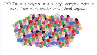 Monomers Polymers Synthesis amp Digestion [upl. by Lhadnek466]