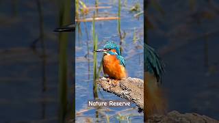 Tophill Low nature reserve [upl. by Eicul150]