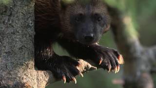 Omithāces The Wolverine in Woods Cree  La carcajou en cri des bois [upl. by Ennaj824]