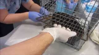 How to Restrain a Cat and Inject Anesthesia [upl. by Dott639]