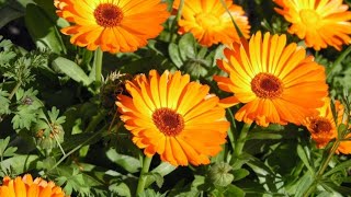 Growing Calendula officinalis Easy To Grow 2024 plants bloom orange home planting [upl. by Torto608]