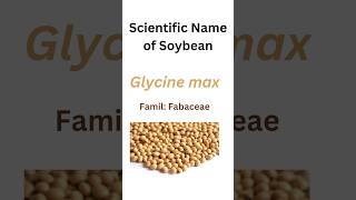 what is the scientific name of Soybean Glycine max soybean planttaxonomy botany biology [upl. by Aihsenyt]