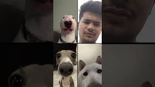 Or dosto 😂👀 dogfilter funnyshorts funny comedyvideo dog [upl. by Tremain]