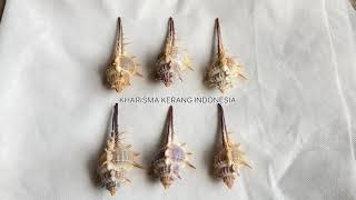 MUREX TERNISPINA MUREX NIGROSPINOSUS MUREX SHELL MUREX SNAIL ROCK KERANG MUREX KERANG SISIR [upl. by Nadruoj]