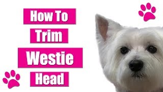 How To Trim Dogs Head  Westie Pet Grooming Tips [upl. by Aynom]