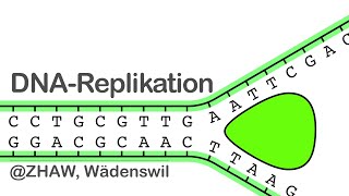 DNA Replikation [upl. by Nosylla]