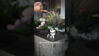 No way Hes so cute🩵 puppy cutepuppy puppiesforsale teacup pomskypuppy pomsky 폼스키 폼스키분양 [upl. by Turmel]