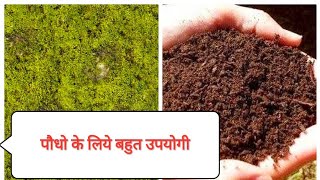 पीटमोश क्या है और इसके चौंकाने वाले फायदे Peat moss use amp Benefites Organic gardening [upl. by Amaryl288]