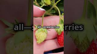 Strawberry Secrets and Nutrition BerryHealthBenefitsStrawberryFarmingNutrientRichFoods [upl. by Nert673]