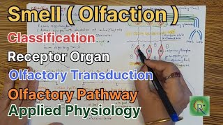 Smell l Olfaction l Anatomy and Physiology l Olfactory Pathway [upl. by Lledyr]