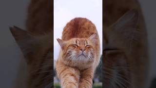 cat yawning wildlife shorts shortsvideo youtubeshorts [upl. by Aiduan]