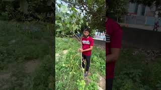 Remove branches from Tree 🌳 2025  Tree Planting in India  treelovers treeplantation [upl. by Asiel8]