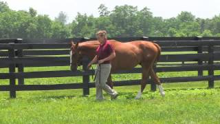 Inside Yearling Sales Prep Behavior [upl. by Schach282]