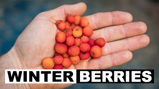 Winter Wild Edibles  Madrone Berries Arbutus menziesii [upl. by Ybab323]