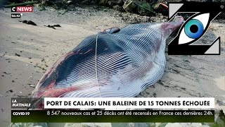 Zap Actu Baleine échouée Proposition choc de Montebourg Sarkozy tacle Zemmour 081121 [upl. by Aietal]