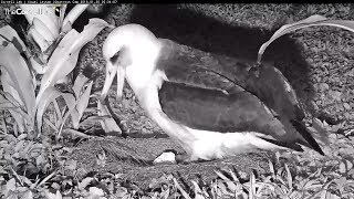 20180130  The chick hatched  332am Kauai Laysan Albatross [upl. by Aekal]