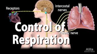 Control of Ventilation Animation [upl. by Suilenroc564]