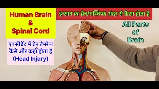 FullVideoइंसान का दिमागब्रेन अन्दर से कैसा होता है । Parts of Human Brain viral trending brain [upl. by Auqenet]